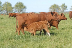 imagen vaquillona angus con ternero