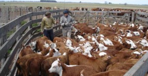 imagen feedlot encierre a corral