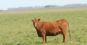 foto vaquillona angus