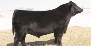 ganaderia de cria ventajas toros jovenes