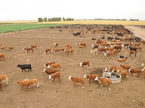 aguadas para ganado bovino