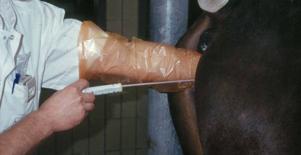 equinos inseminacion artificial