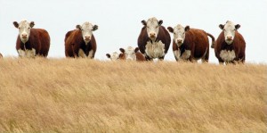 manejo del ganado bovino en sequia