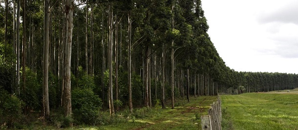 plantacion forestal en misiones