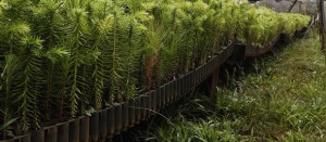 plantines de pino para forestacion