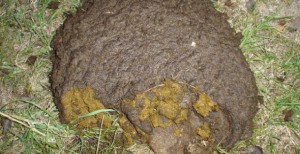 manejo del ganado lechero