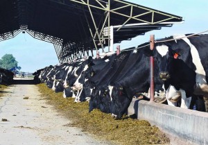 establecimiento tambero produccion lechera