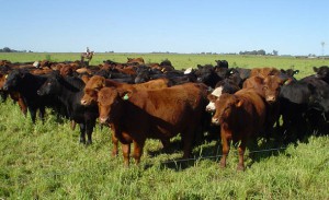 produccion ganadera de carne cria invernada