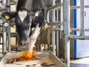 instalaciones rurales para manejo del rodeo
