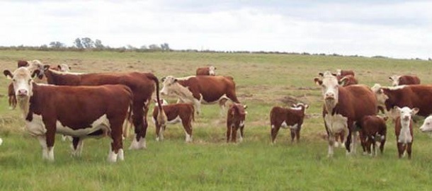 ganaderia manejo del ganado vacuno instalaciones rurales