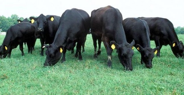 Recomendaciones para no deteriorar la calidad de las carnes