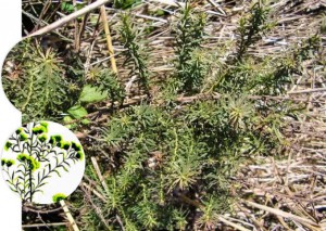 alimentacion del ganado vacuno