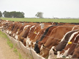 manejo de la hacienda vacuna alimentacion