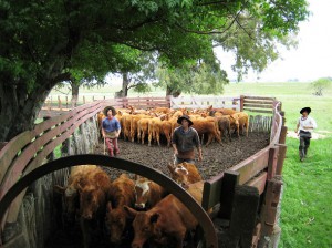 produccion de carne argentina