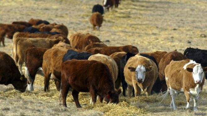 Nuevo caso de vaca loca en Canadá impacta en sus mercados
