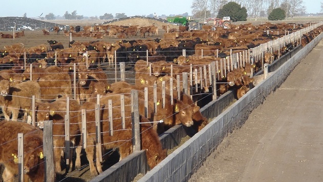 ganaderia - menos terneras encerradas en feed lots en 2015
